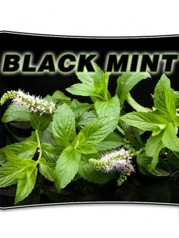 BLACK MINT - 10ML